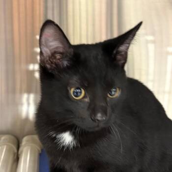 Claude Monet -  Domestic Short Hair Cat for Adoption in Waynesboro, Pennsylvania - Claude Monet | PetCurious