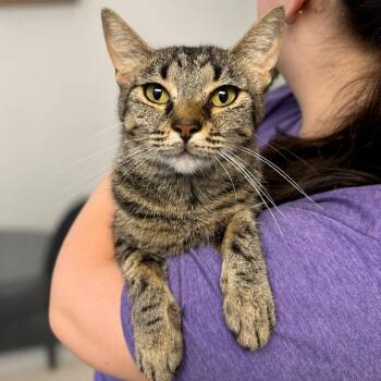 Chai -  Domestic Short Hair Cat for Adoption in Hopkinton, Massachusetts - Chai | PetCurious