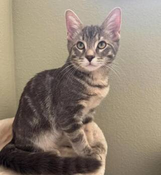 Smokey -  Tabby Cat for Adoption in Waxahachie, Texas - Smokey | PetCurious