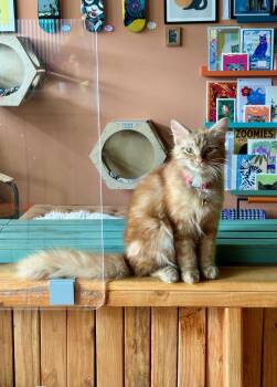 Domestic Medium Hair Cats Available for Adoption in Denver, Colorado - Noodle | PetCurious