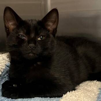 Bubbles -  Domestic Short Hair Cat for Adoption in East Hanover, New Jersey - Bubbles | PetCurious