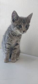 Rescue Domestic Short Hair Cats for Adoption in Willmar, Minnesota - Bentley | PetCurious