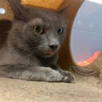 Silvia -  Domestic Short Hair Cat for Adoption in Tuscaloosa, Alabama - Silvia | PetCurious