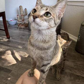 Rescue Domestic Short Hair Cats for Adoption in North Richland Hills, Texas - Tulip | PetCurious