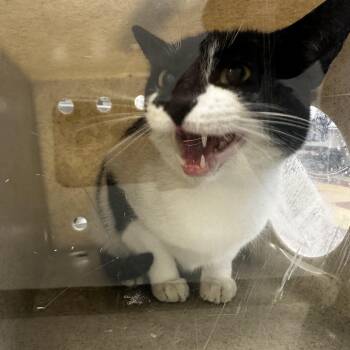 Domestic Short Hair Cats Available for Adoption in Philadelphia, Pennsylvania - James Bond | PetCurious