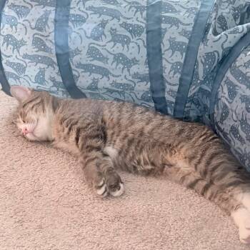 Coral (Sushi) -  Domestic Short Hair Cat for Adoption in Cumming, Georgia - Coral (Sushi) | PetCurious