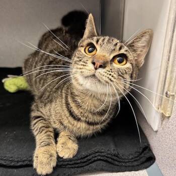 Bug -  Domestic Short Hair Cat for Adoption in Waterloo, Iowa - Bug | PetCurious