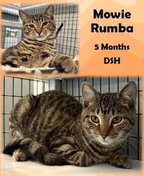 Rescue Domestic Short Hair Cats for Adoption in Franklin, Indiana - Mowie Rumba | PetCurious