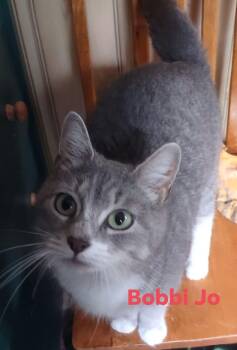 Bobbi Jo -  Domestic Short Hair Cat for Adoption in Fredericton, New Brunswick - Bobbi Jo | PetCurious