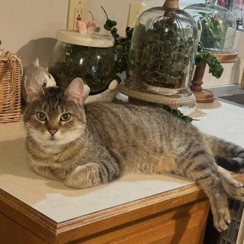 Tabby Cats Available for Adoption in Lenexa, Kansas - Mika | PetCurious