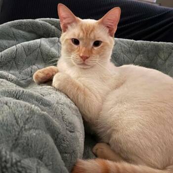 Midas G -  Domestic Short Hair Cat for Adoption in Hernando, Mississippi - Midas G | PetCurious