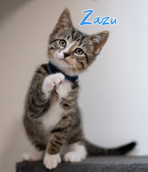 Rescue Domestic Short Hair Cats for Adoption in Hazlet, New Jersey - Zazu | PetCurious