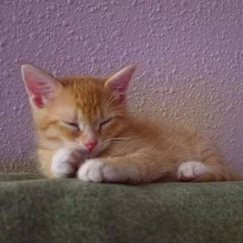 Squash Crew -  Tabby Cat for Adoption in North Platte, Nebraska - Squash Crew | PetCurious