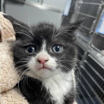Domestic Short Hair Cats Available for Adoption in Allentown, Pennsylvania - Tamera | PetCurious
