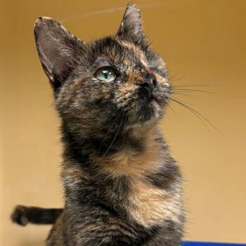 Joy -  Domestic Short Hair Cat for Adoption in East Hanover, New Jersey - Joy | PetCurious