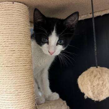 Ronaldo -  Domestic Short Hair Cat for Adoption in Naperville, Illinois - Ronaldo | PetCurious