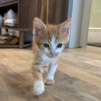 Bug -  Domestic Short Hair Cat for Adoption in Los Angeles, California - Bug | PetCurious
