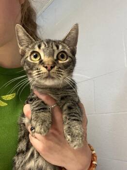 Wuzzy -  Domestic Short Hair Cat for Adoption in Cincinnati, Ohio - Wuzzy | PetCurious