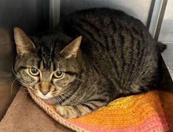 Domestic Short Hair Cats Available for Adoption in Baraboo, Wisconsin - Jack | PetCurious