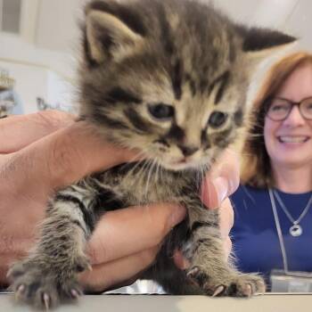 Domestic Short Hair Cats Available for Adoption - Tommy | PetCurious