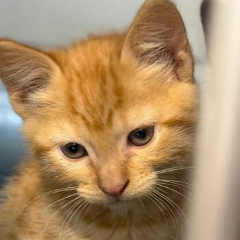 Laurel -  Domestic Short Hair Cat Available for Adoption in Idaho Falls, Idaho - Laurel | PetCurious