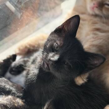 Domestic Short Hair Cats Available for Adoption in Odenton, Maryland - Sparky | PetCurious
