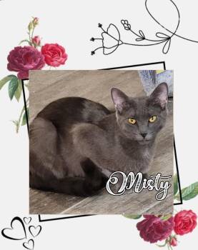 Domestic Short Hair Cats Available for Adoption in Las Vegas, Nevada - Misty | PetCurious