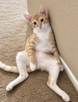 Milomillion Zillion -  Tabby and Domestic Short Hair Cat for Adoption in Chandler, Arizona - Milomillion Zillion | PetCurious