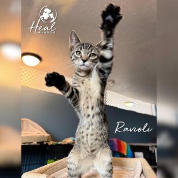 Ravioli -  Domestic Short Hair Cat for Adoption in Youngwood, Pennsylvania - Ravioli | PetCurious