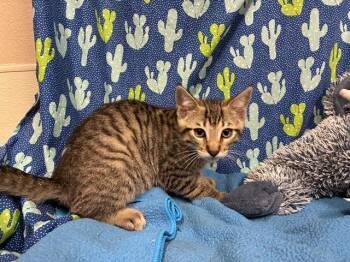 Domestic Short Hair Cats Available for Adoption - MILES | PetCurious