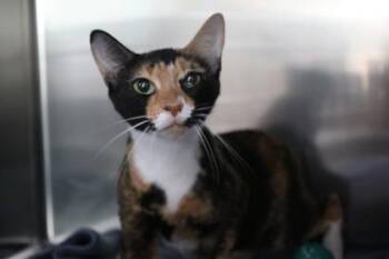 Domestic Short Hair Cats Available for Adoption in Brunswick, Georgia - Wendys | PetCurious