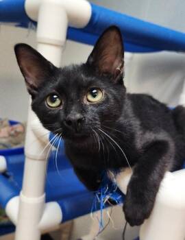 Kitten 27921 (Turbo) -  Domestic Short Hair Cat for Adoption in Parlier, California - Kitten 27921 (Turbo) | PetCurious