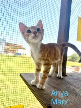 Anya Marx -  Tabby Cat for Adoption in San Antonio, Texas - Anya Marx | PetCurious