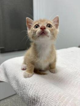 Jesse -  Domestic Short Hair Cat for Adoption in Kansas City, Missouri - Jesse | PetCurious