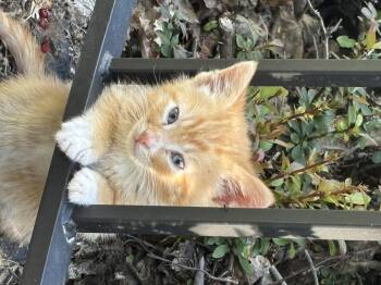 Vesemir -  Domestic Short Hair Cat for Adoption in Fruit Heights, Utah - Vesemir | PetCurious