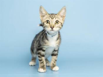 PATTI -  Domestic Short Hair Cat for Adoption in Phoenix, Arizona - PATTI | PetCurious