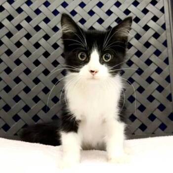 Osprey -  Domestic Short Hair Cat for Adoption in Fort Davis, Texas - Osprey | PetCurious