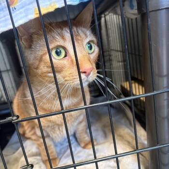 Lorax -  Domestic Short Hair Cat for Adoption in Parkersburg, West Virginia - Lorax | PetCurious