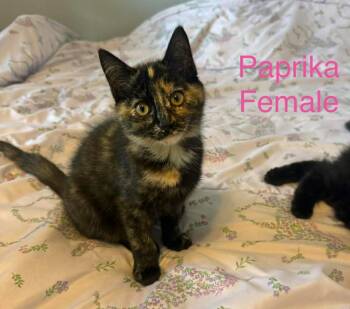 Domestic Medium Hair Cats Available for Adoption in Darien, Georgia - Paprika | PetCurious