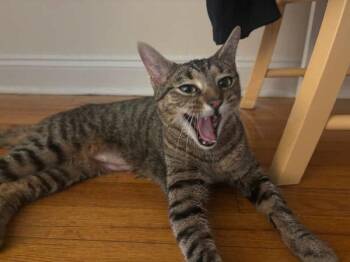 Mali -  Domestic Short Hair Cat for Adoption - Mali | PetCurious