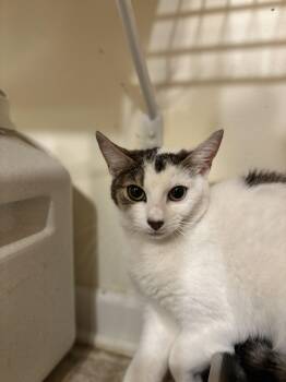 Domestic Short Hair Cats Available for Adoption - Joy | PetCurious