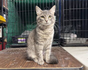 Rescue Domestic Medium Hair Cats for Adoption in Breinigsville, Pennsylvania - Lena* | PetCurious