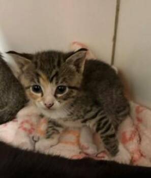 Boggle -  Domestic Short Hair Cat for Adoption in Mason City, Iowa - Boggle | PetCurious