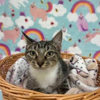 Nixie -  Domestic Short Hair Cat for Adoption in Riverwoods, Illinois - Nixie | PetCurious