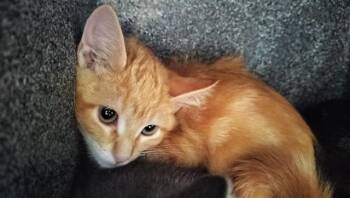 BOYSENBERRY -  Domestic Short Hair Cat for Adoption in Colorado Springs, Colorado - BOYSENBERRY | PetCurious
