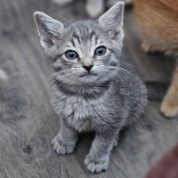 Domestic Medium Hair Cats Available for Adoption in Fort Worth, Texas - Lucky Green | PetCurious