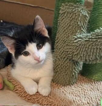 Sweet -  Domestic Short Hair Cat for Adoption in Lemoyne, Pennsylvania - Sweet | PetCurious