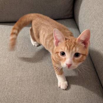 Oscar Ramishvili  (brother of David) -  Domestic Short Hair Cat for Adoption in Merrifield, Virginia - Oscar Ramishvili  (brother Of David) | PetCurious