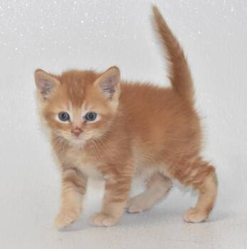 Billy -  Domestic Short Hair Cat for Adoption in Springfield, Ohio - Billy | PetCurious