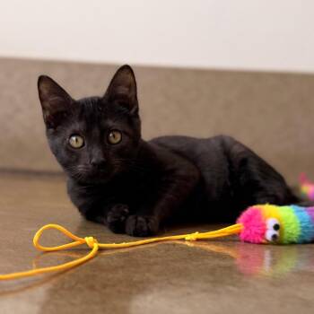 Wren -  Domestic Short Hair Cat for Adoption in Green Bay, Wisconsin - Wren | PetCurious